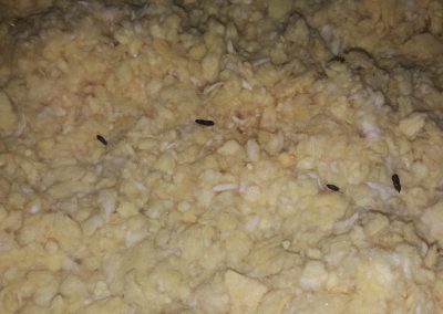 Mouse Problem Ottawa