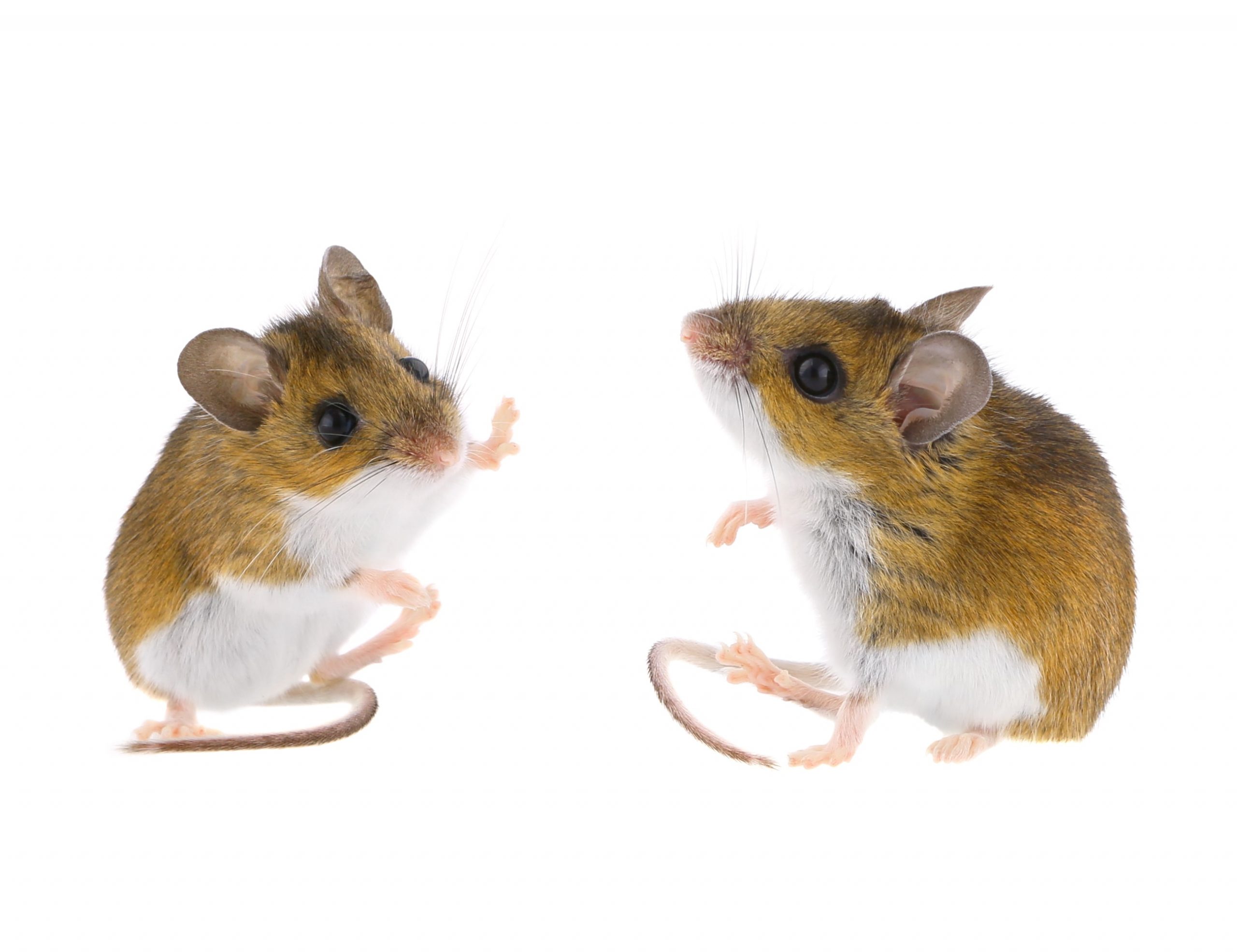 Pest Control Ottawa for Mouse