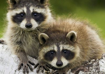 Pest Control Stittsville, Ontario