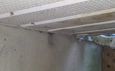 Mice are moving in now that it is getting cold at night.