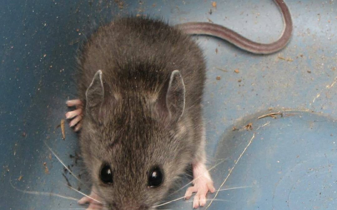 Mouse Removal Ottawa