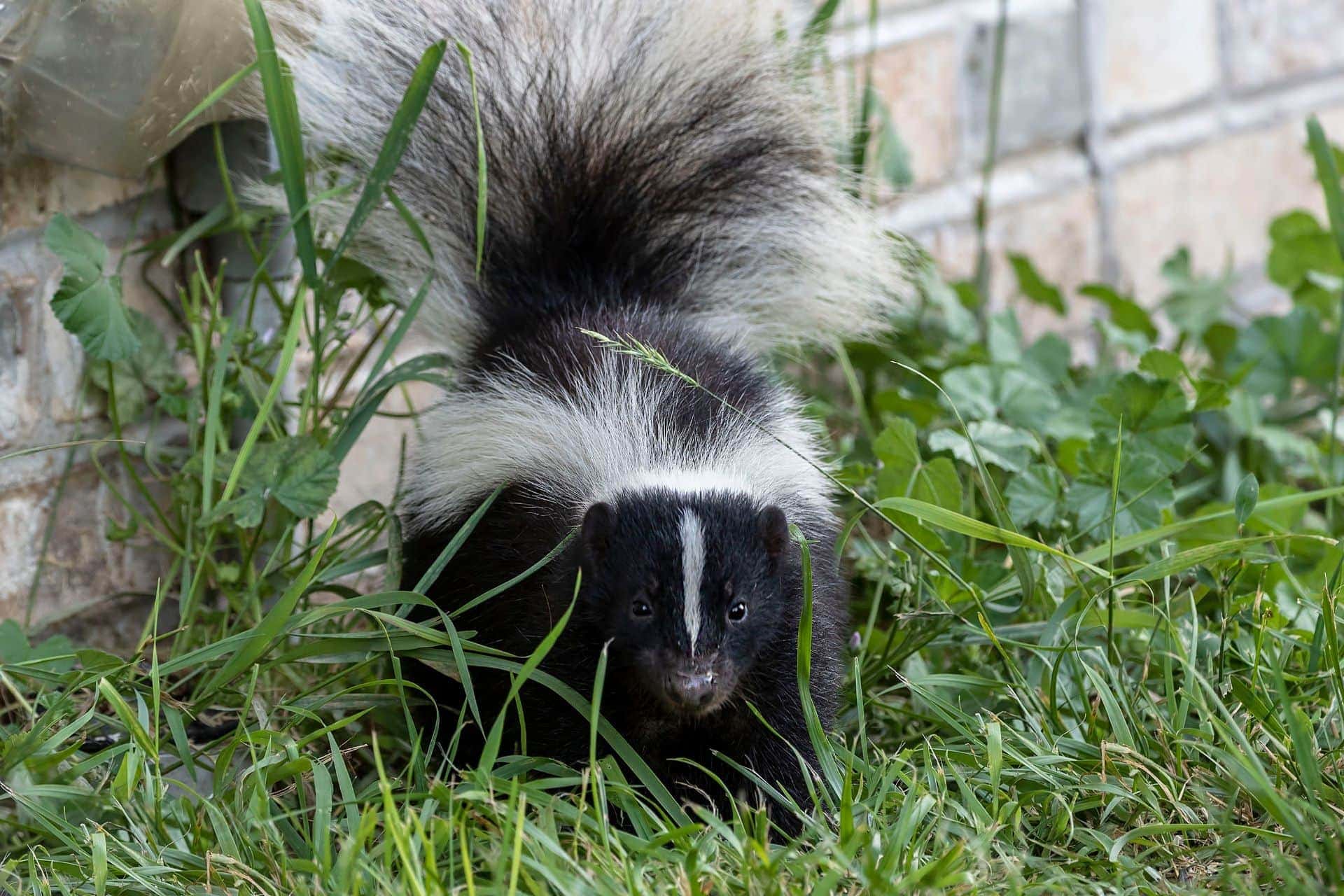 Commercial Skunk Removal Services