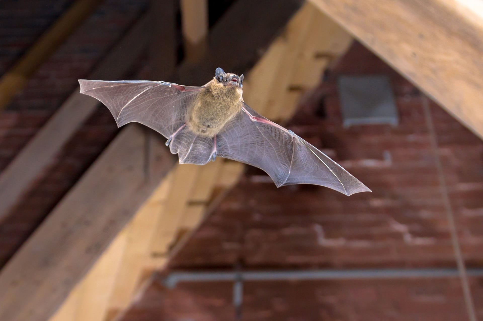 Ottawa Bat Removal