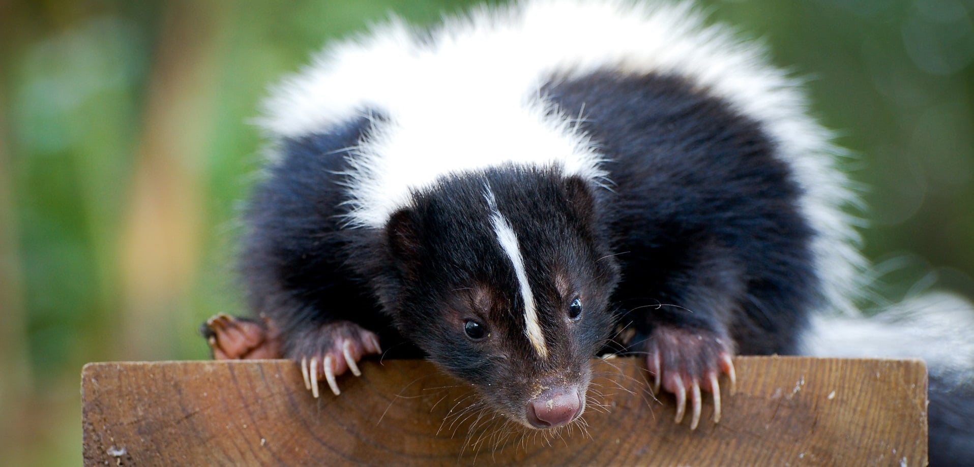 skunk removal ottawa