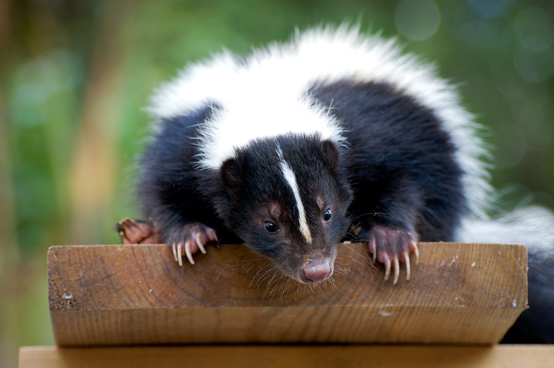 Skunk Removal Kanata