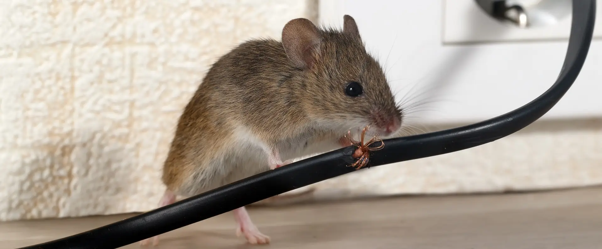 Mice Control Ottawa