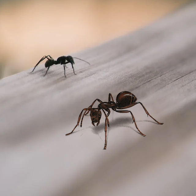 Ant Removal Ottawa