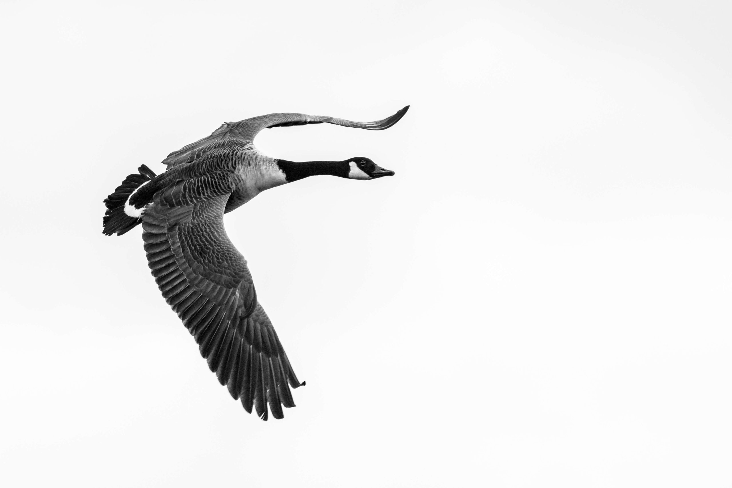 Pest Profile Canada Goose