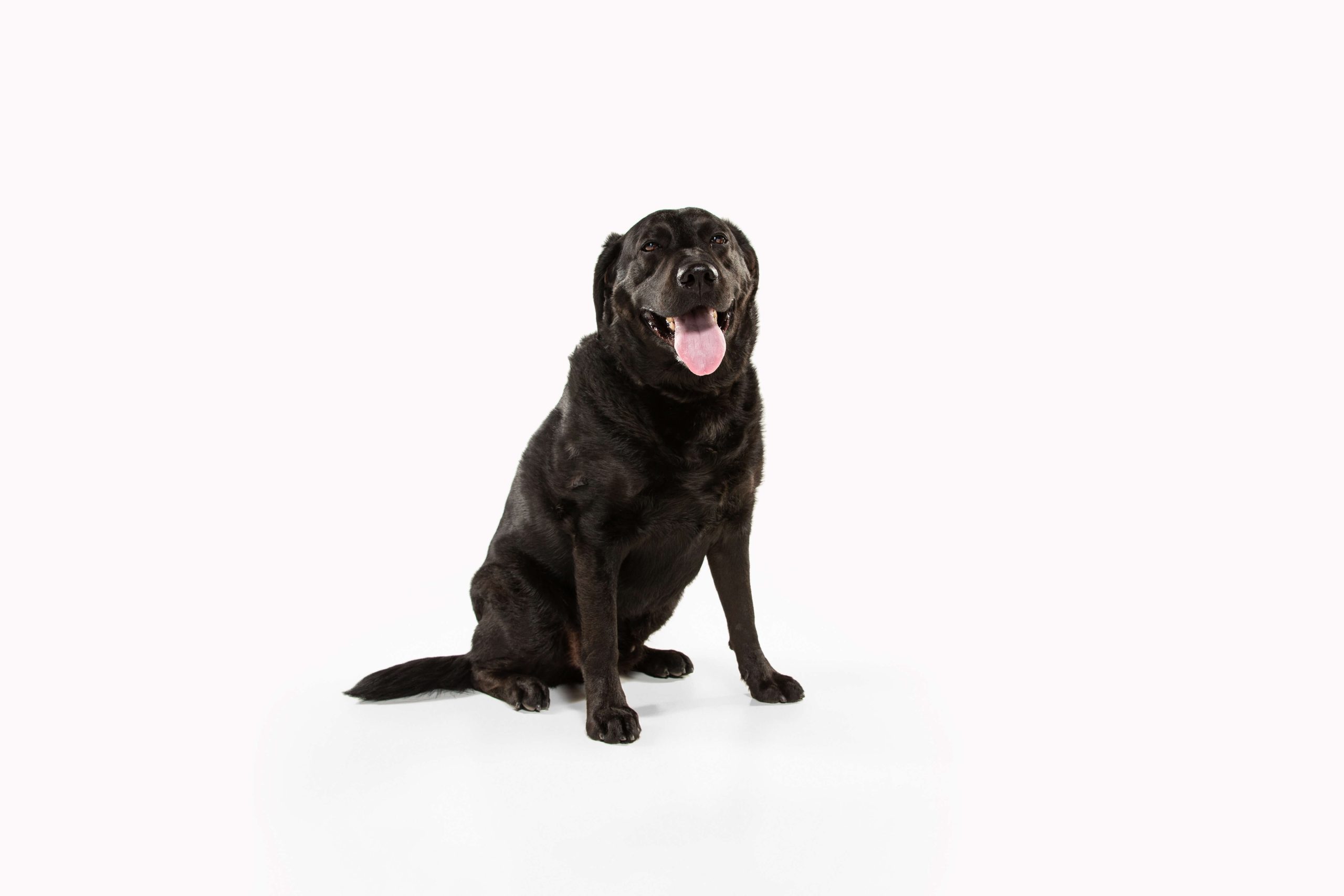 K9 BED BUG DETECTION