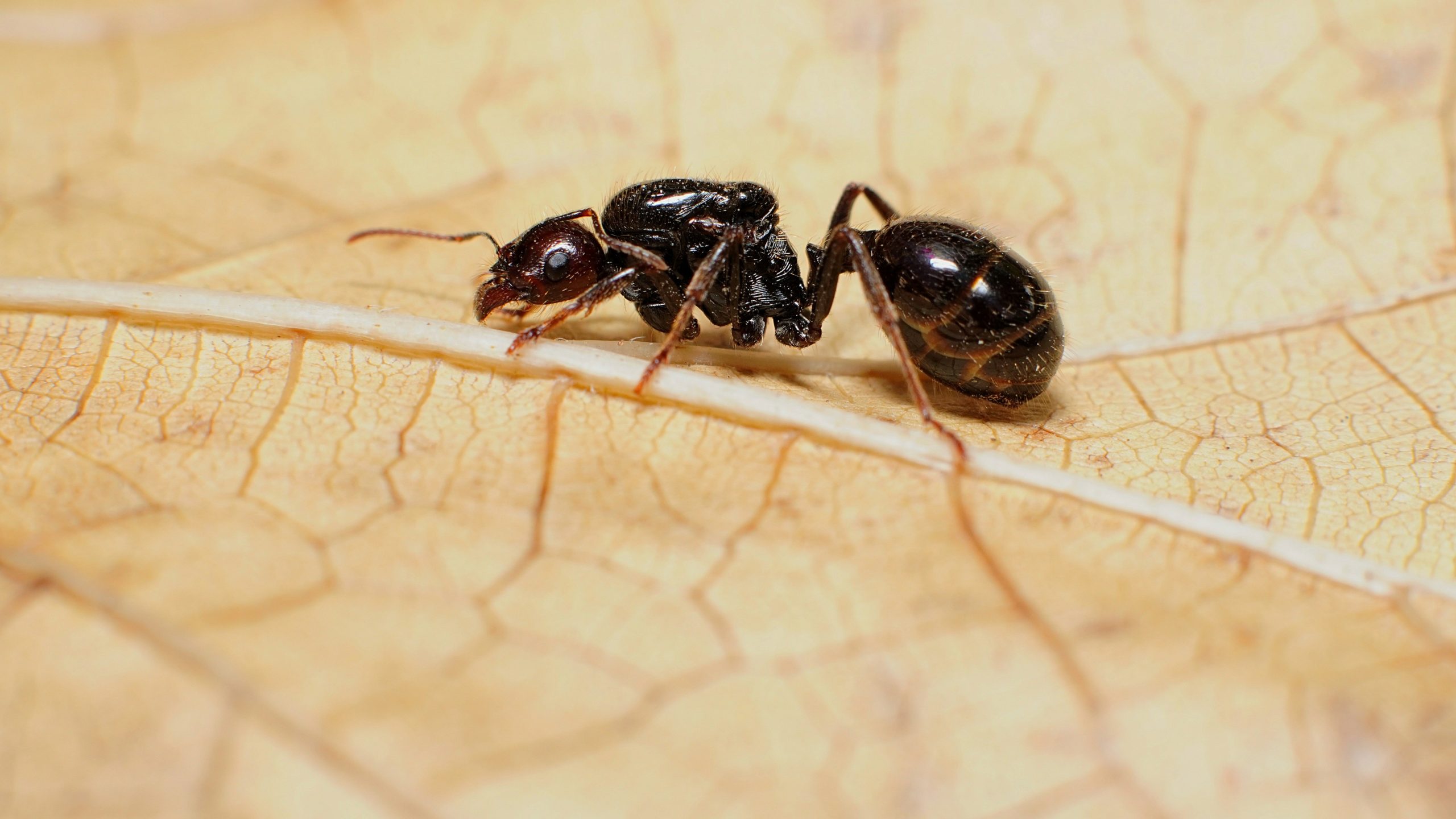 Pest Profile Pharaoh ant