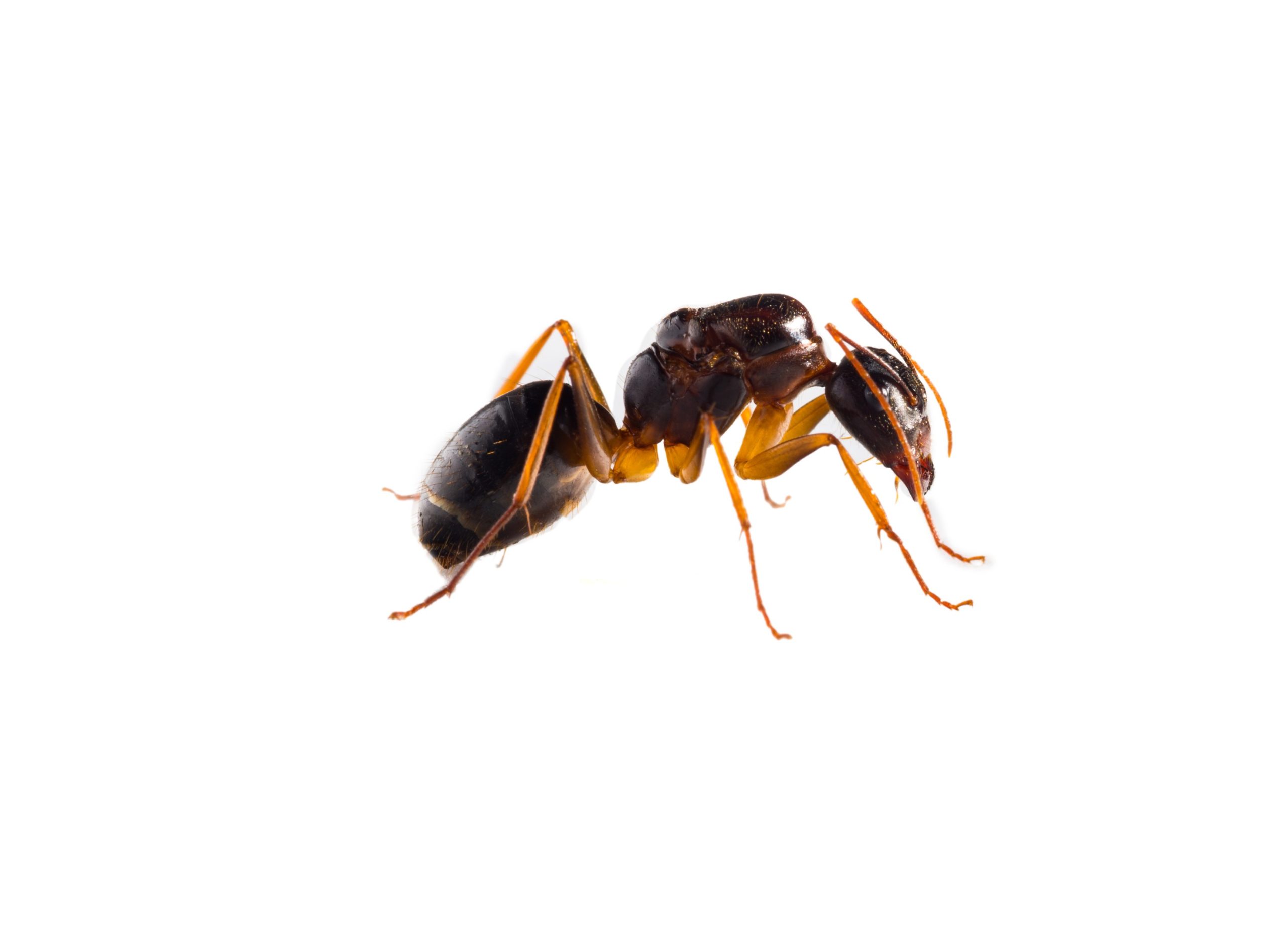 Pest Profile Theif ant