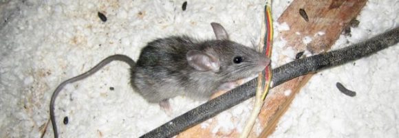 Mouse Removal Ottawa