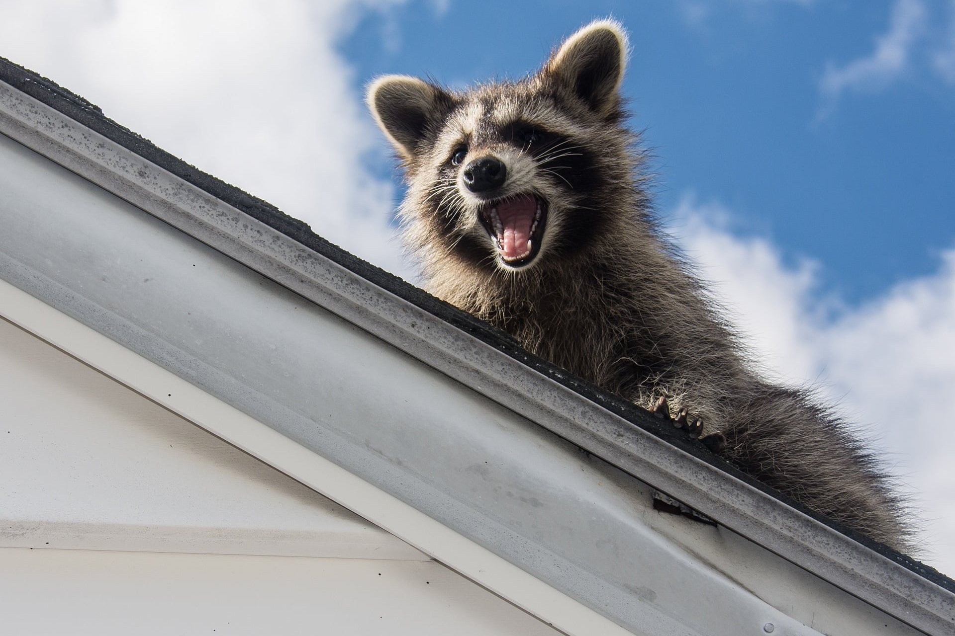 Raccoon Removal Ottawa