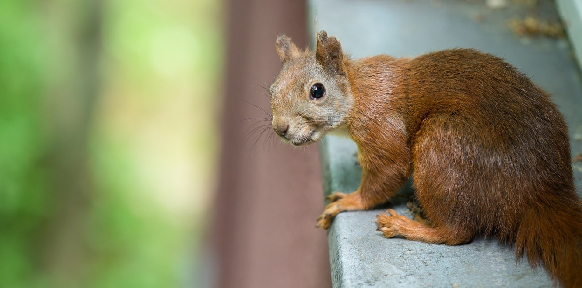 Pest Control in Gloucester, Ontario