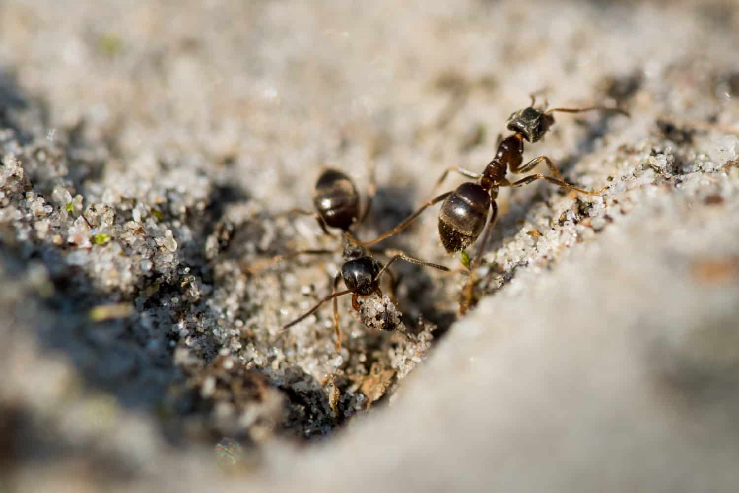 A group of black ants – Ant Removal Ottawa.