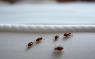 Does Pest Control Kill Bed Bugs? What You Should Expect After Treatment