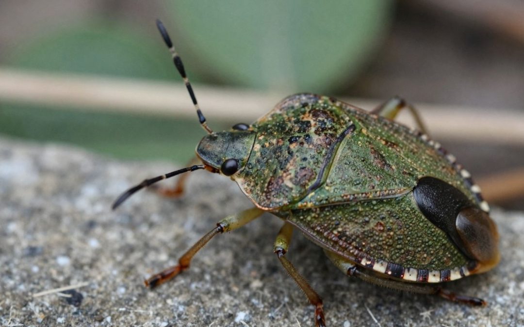 Stink bug in Ottawa, Ontario during warmer months.