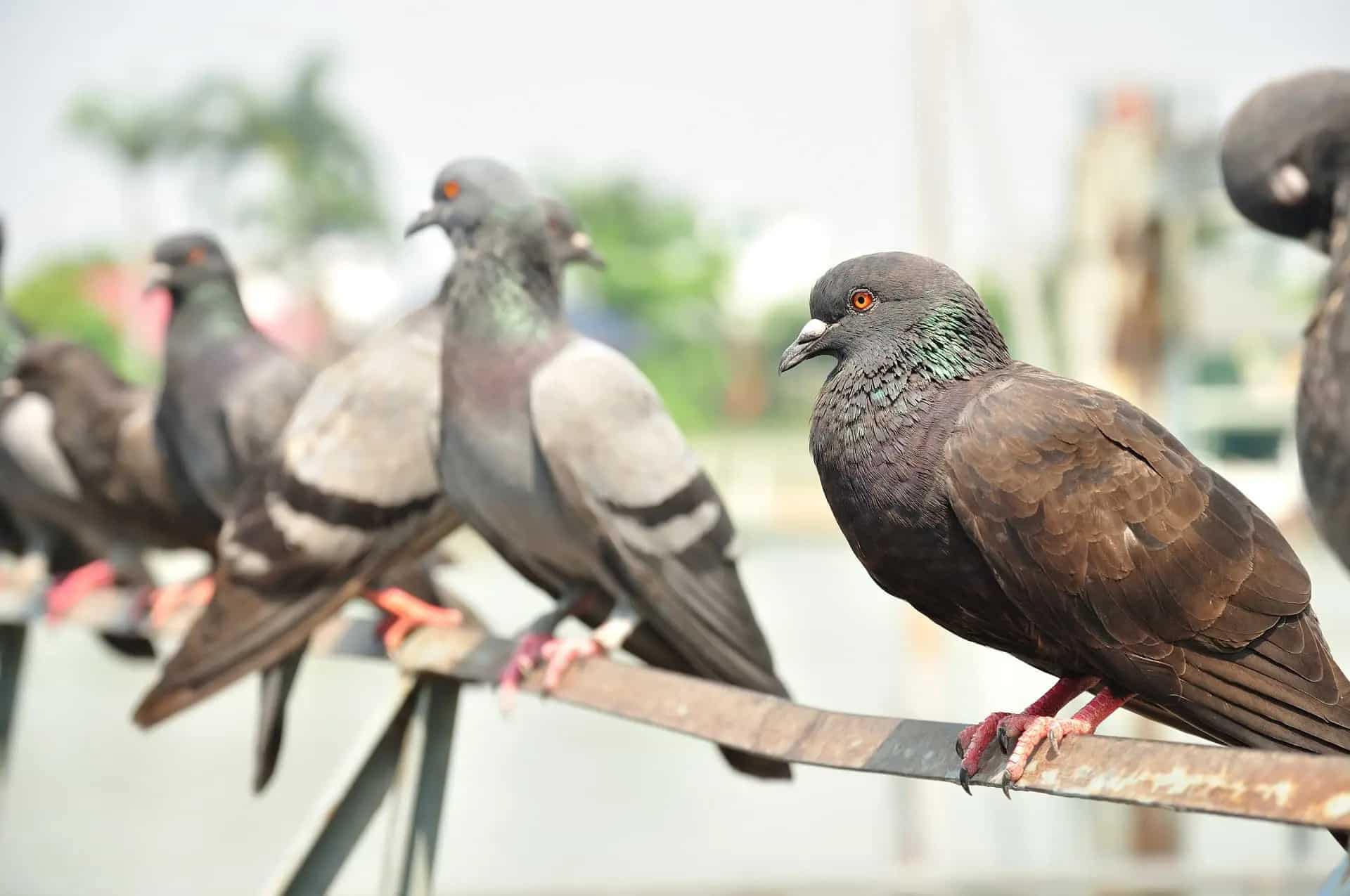 Group of pigeons resting on a building