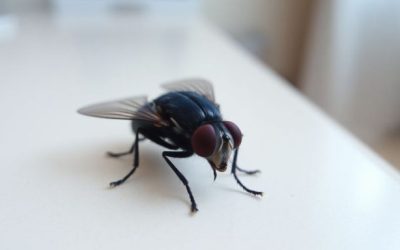 Flies Removal Ottawa: Why Flies Control Essential for Your Home