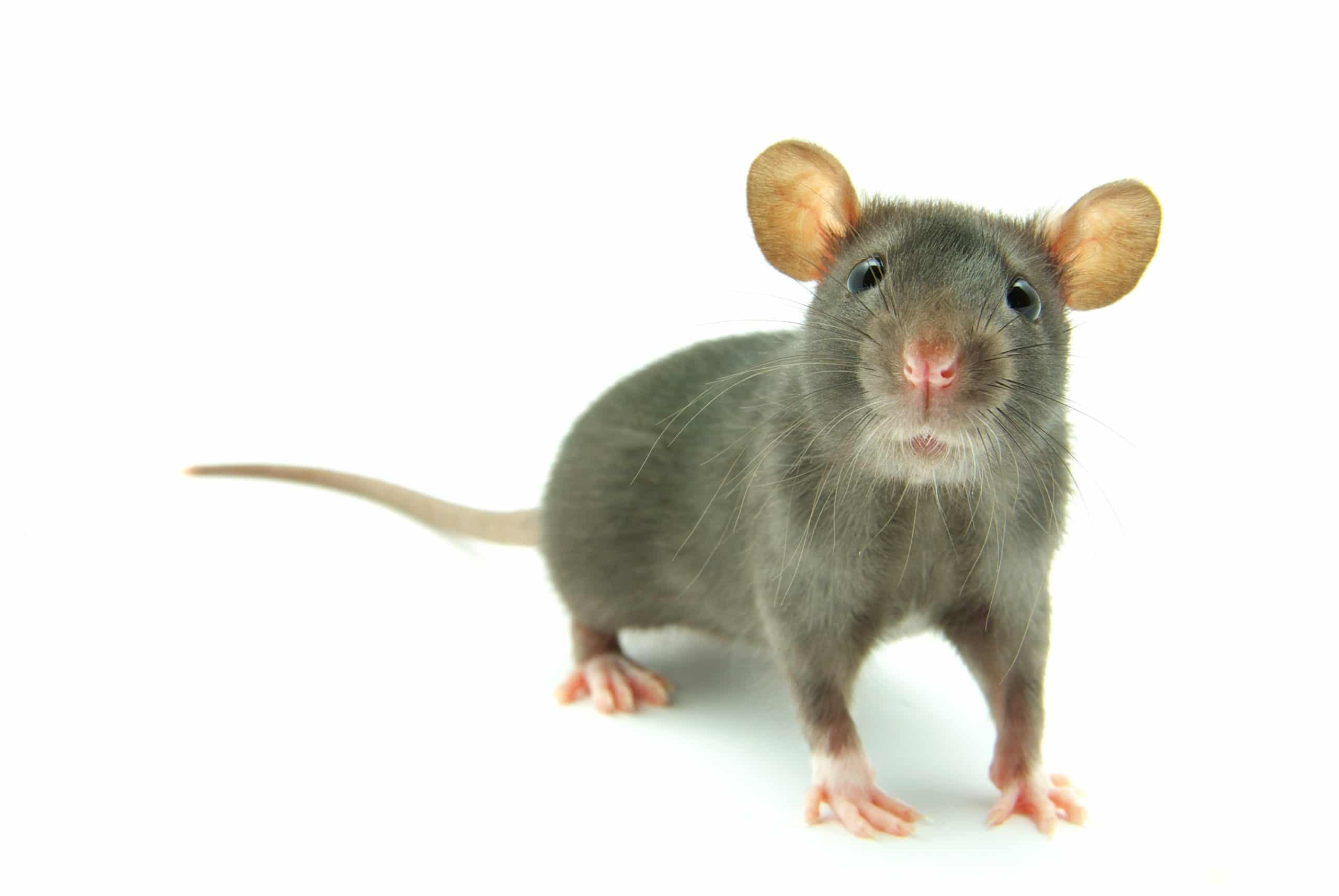 Barrhaven<br />
Mouse Removal Specialists