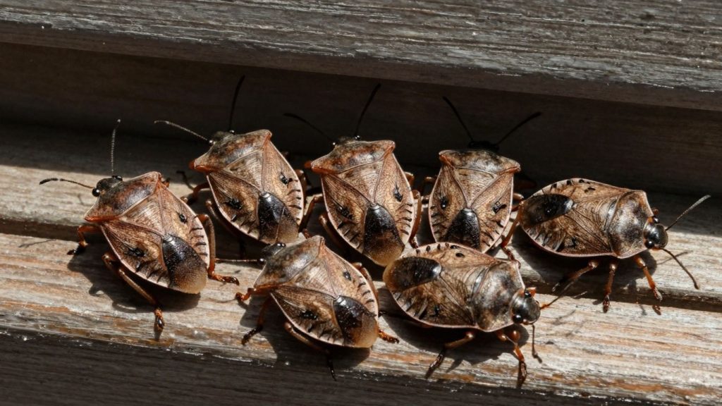 Stink bugs on a window frame in Ottawa.
