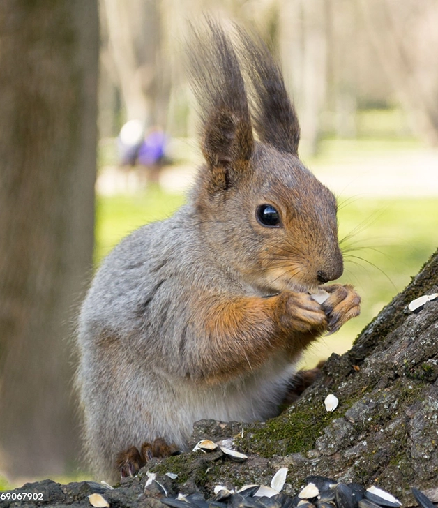 A rat eating something with its paws.