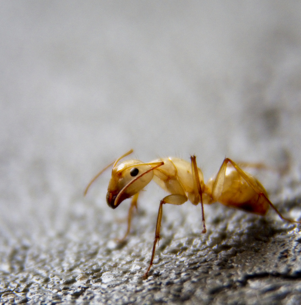 Mouse Removal Ottawa