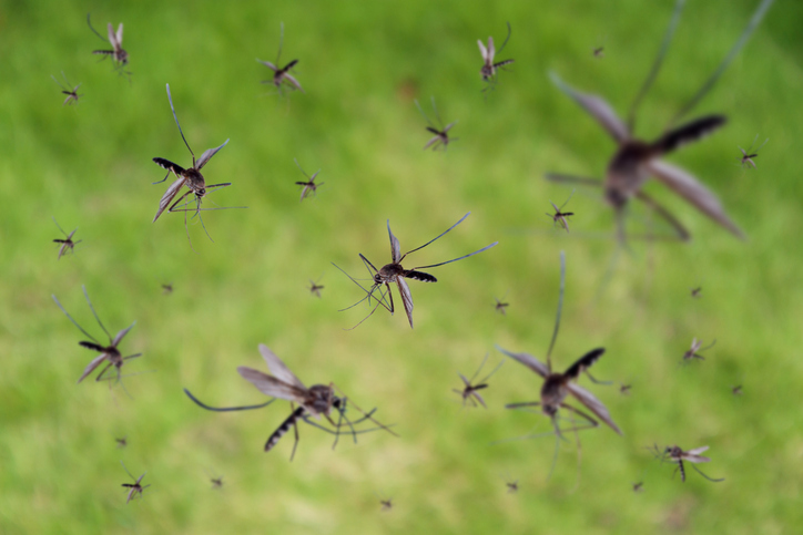 Pest & Animal Control Cornwall, Ontario