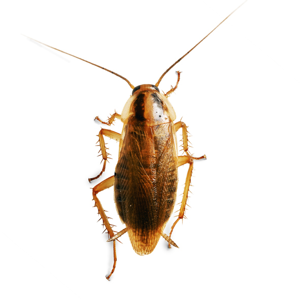 Mouse Removal Ottawa