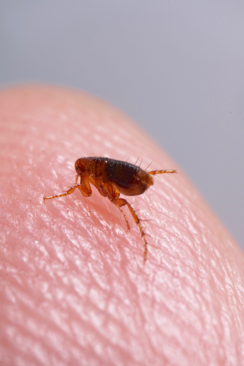 Mouse Removal Ottawa