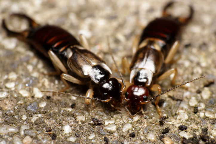 Pest & Animal Control Cornwall, Ontario