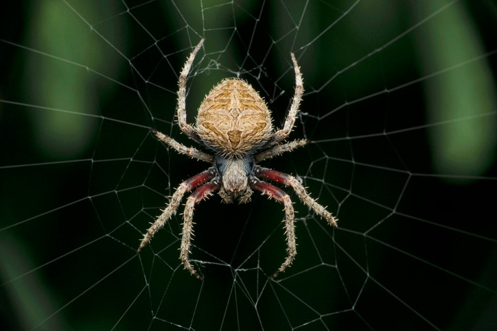 Pest & Animal Control Cornwall, Ontario