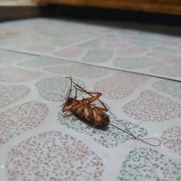 Mouse Removal Ottawa