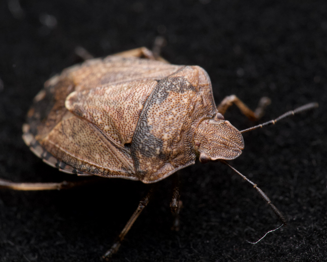 Ottawa Pest Control & Removal Services
