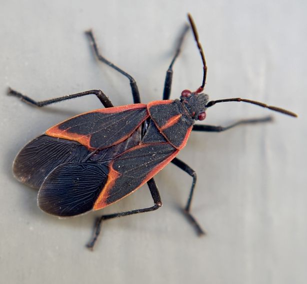 Pest & Animal Control Cornwall, Ontario