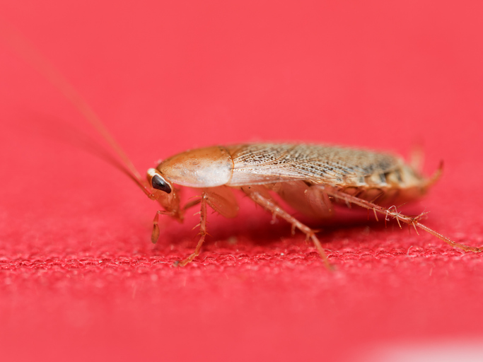Pest & Animal Control Cornwall, Ontario