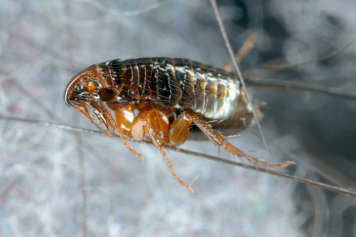Pest & Animal Control Cornwall, Ontario