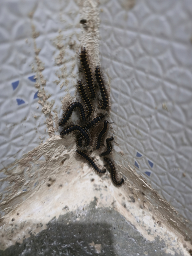 Mouse Removal Ottawa