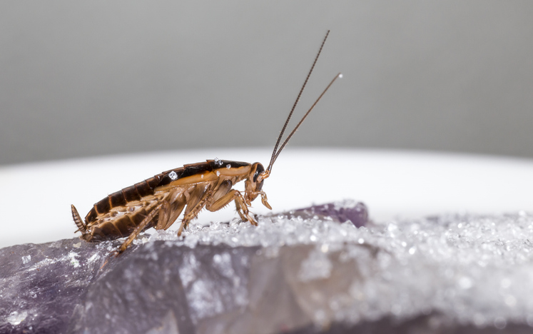 Pest & Animal Control Cornwall, Ontario