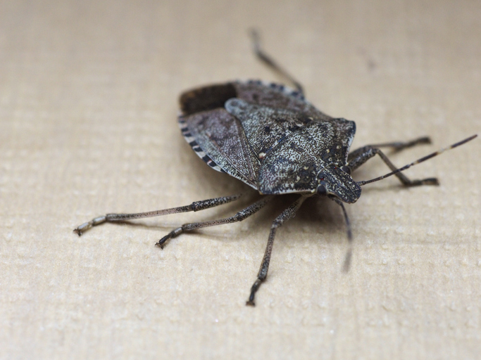 Pest & Animal Control Cornwall, Ontario