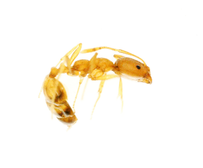Pest & Animal Control Cornwall, Ontario