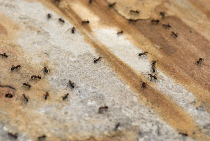 Pest & Animal Control Cornwall, Ontario