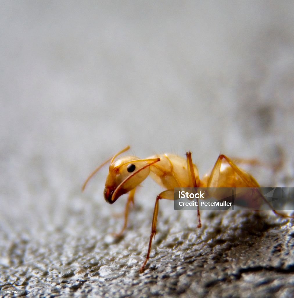 Mouse Removal Ottawa