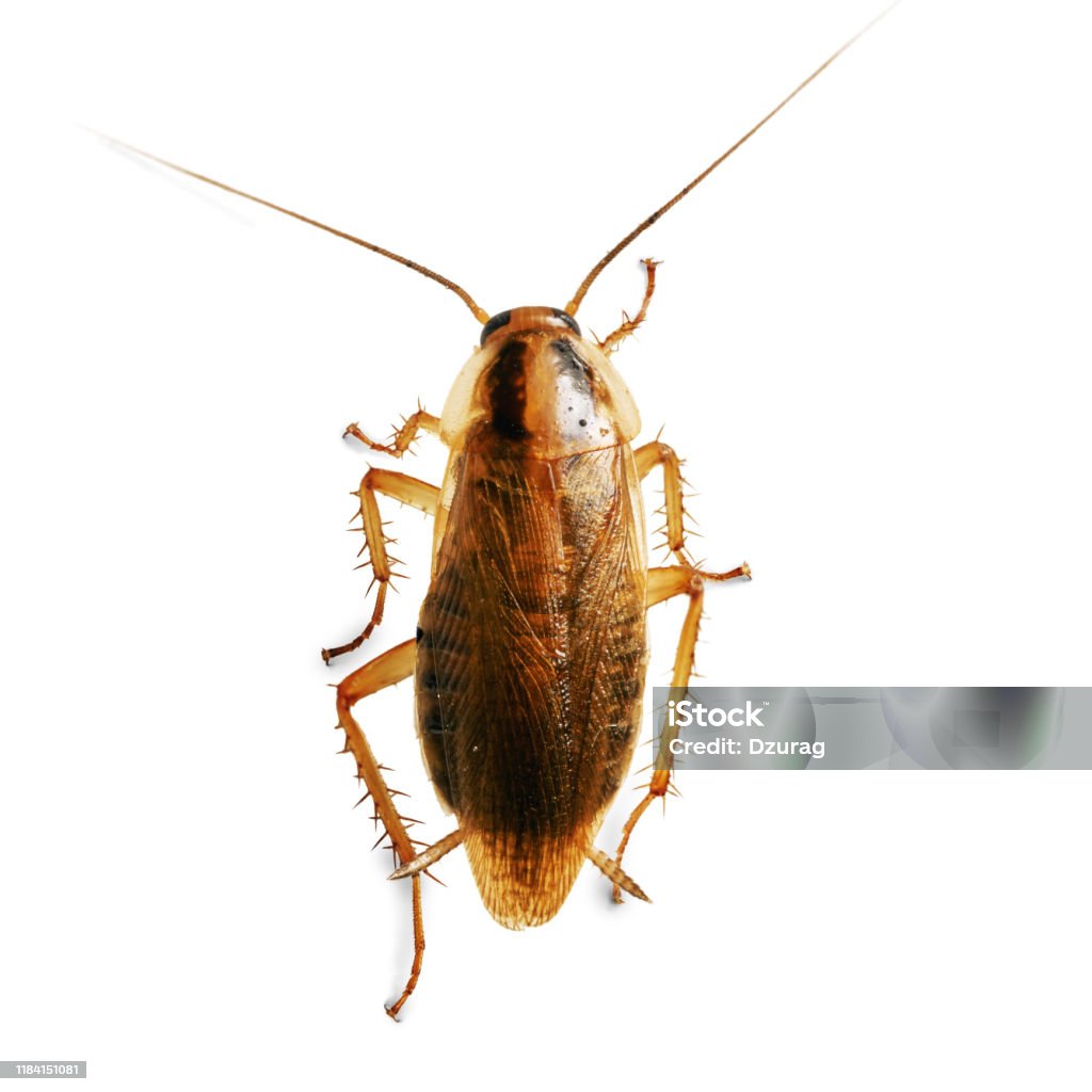 Mouse Removal Ottawa