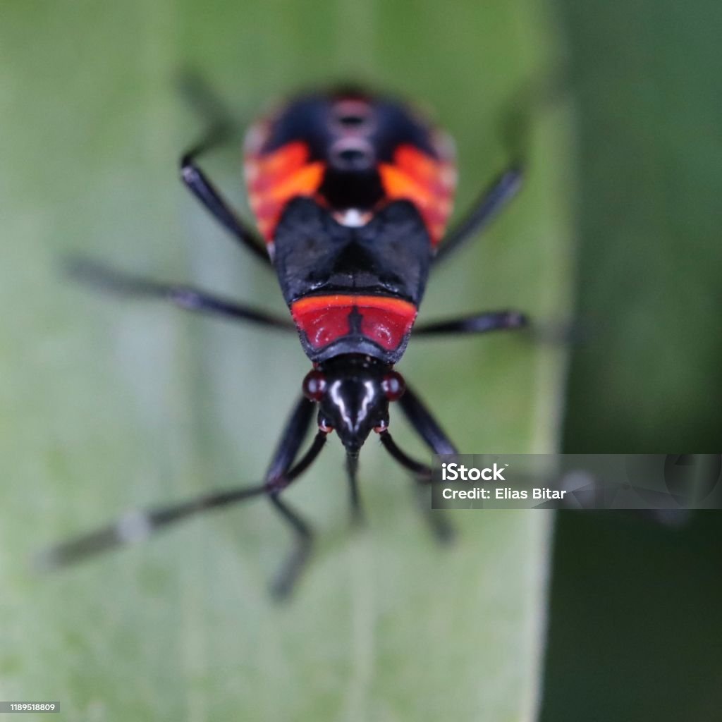 Mouse Removal Ottawa