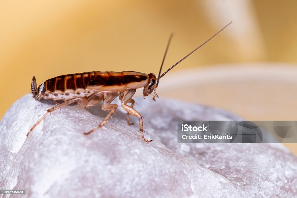 Mouse Removal Ottawa