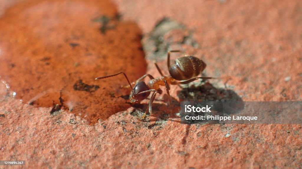 Pest & Animal Control Cornwall, Ontario