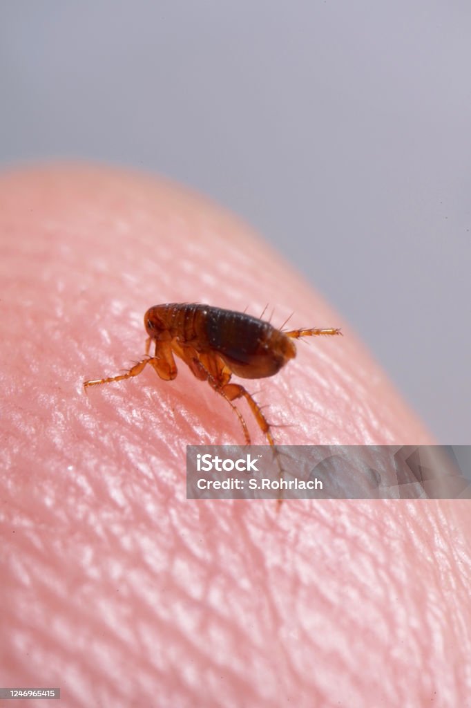 Mouse Removal Ottawa