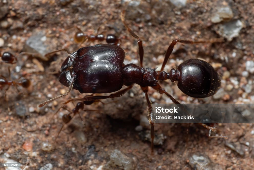 Pest & Animal Control Cornwall, Ontario