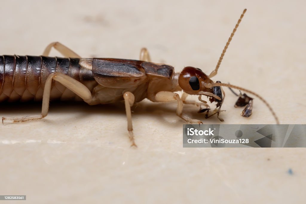 Mouse Removal Ottawa